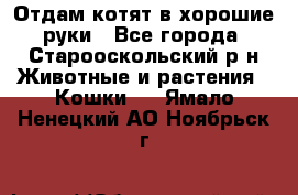 Отдам котят в хорошие руки - Все города, Старооскольский р-н Животные и растения » Кошки   . Ямало-Ненецкий АО,Ноябрьск г.